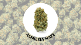 amnesia haze