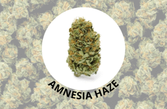 amnesia haze