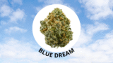 Blue Dream : Infos, Origines, Génétiques & Culture