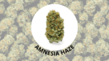 Amnesia Haze : Infos, Origines, Génétiques & Culture