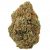 Amnesia – Okiweed