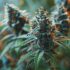 Les 8 meilleures façons d’utiliser le CBD pour une consommation optimale