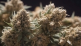Curing Hash : méthodes pour affiner et maturer la résine de cannabis