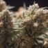 Qu’est-ce que le HSD CBD : législation, effets et production