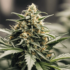 Peut-on boire du lait pour éliminer le THC ?