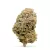 OG Kush indoor 20% – La Ferme du CBD