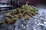 Qu’est-ce que l’Ice-O-Lator : l’extraction parfaite pour une résine de qualité
