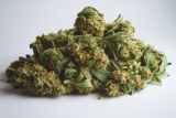 Le THCP : un cannabinoïde puissant détectable lors des tests salivaires ?