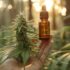 Curing Hash : méthodes pour affiner et maturer la résine de cannabis