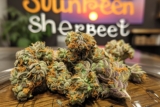 Sunset Sherbet : pourquoi j’aime cette variété fruitée et sucrée